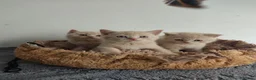 Británico de Pelo Corto gatos en venta: British shorthair  - Anuncio 4