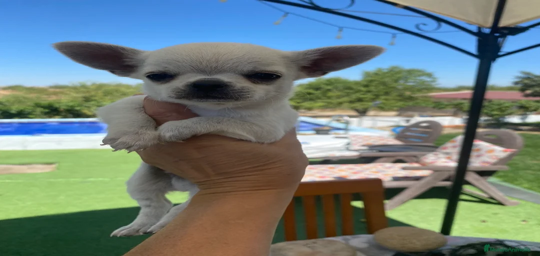 Imagen de galería {{count}}