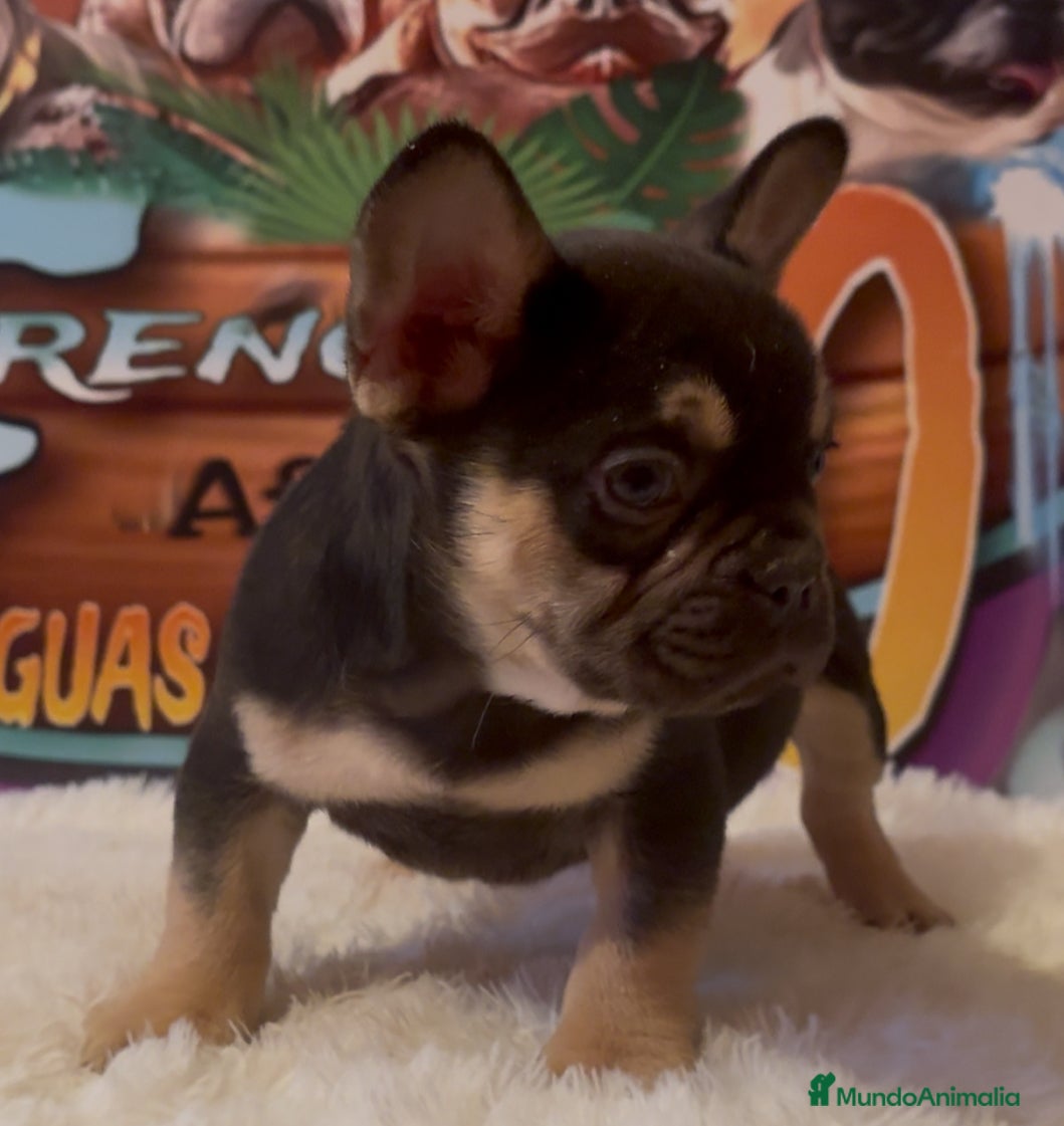 Bulldog Francés perros Bulldog francés madrid - Anuncio 4