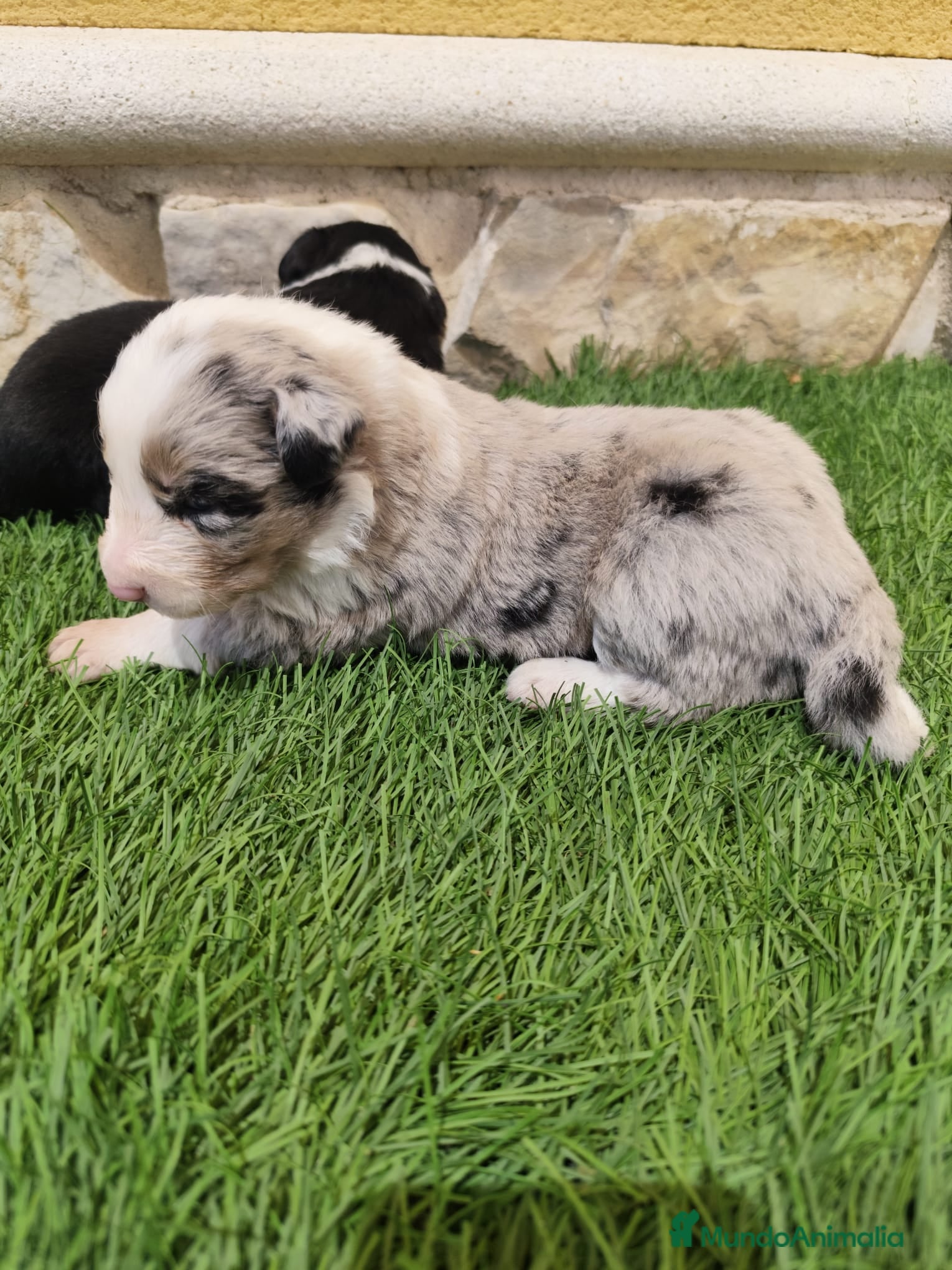 Border Collie perros Hembra Border collie Tri blue choco - Anuncio 2