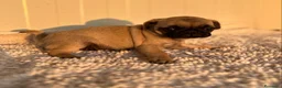 Carlino - Pug perros en venta: Carlino-Pug hembra - Anuncio 3