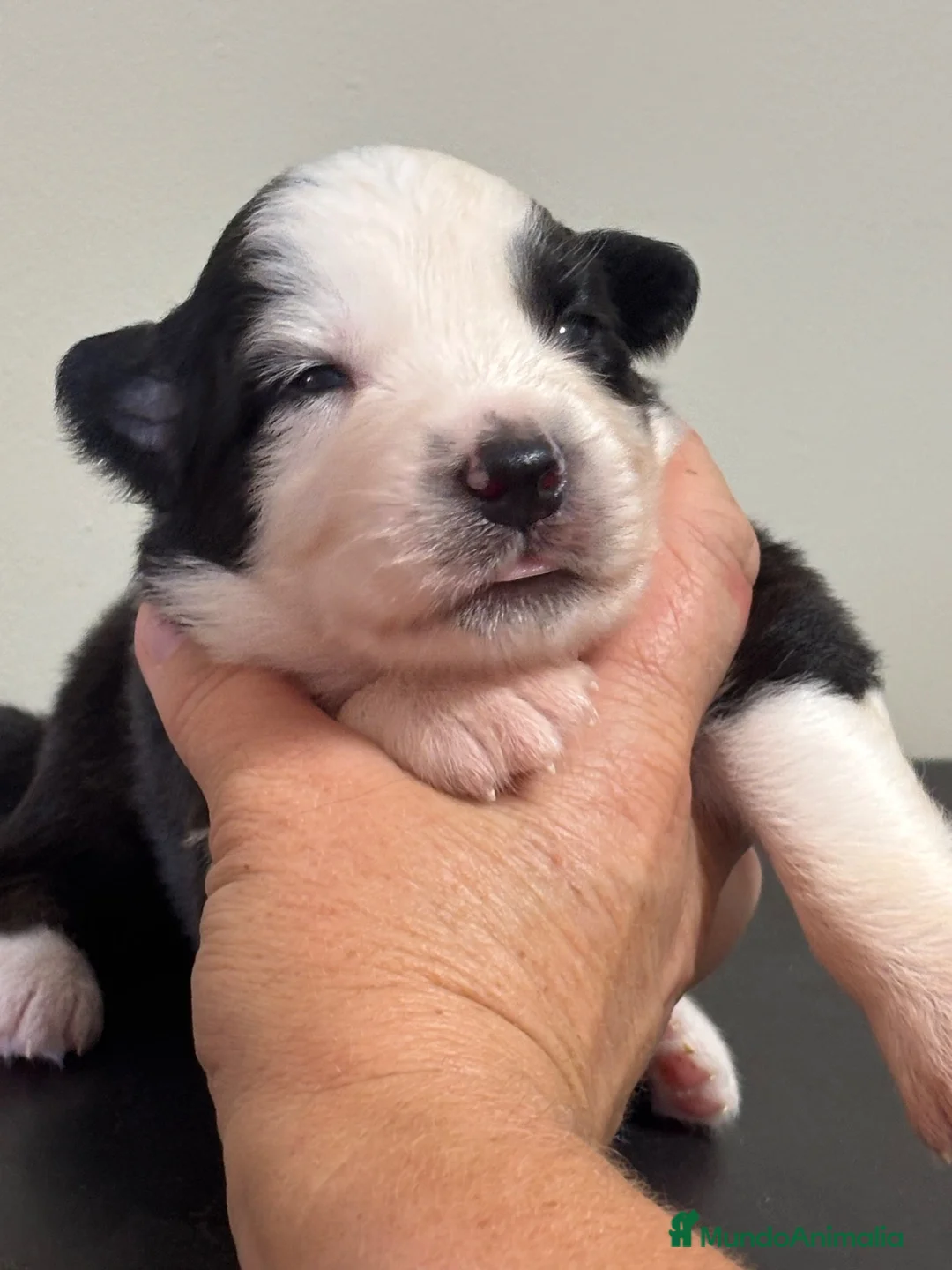 Pastor Australiano perros en venta: Pastor australiano cachorros  - Anuncio 7