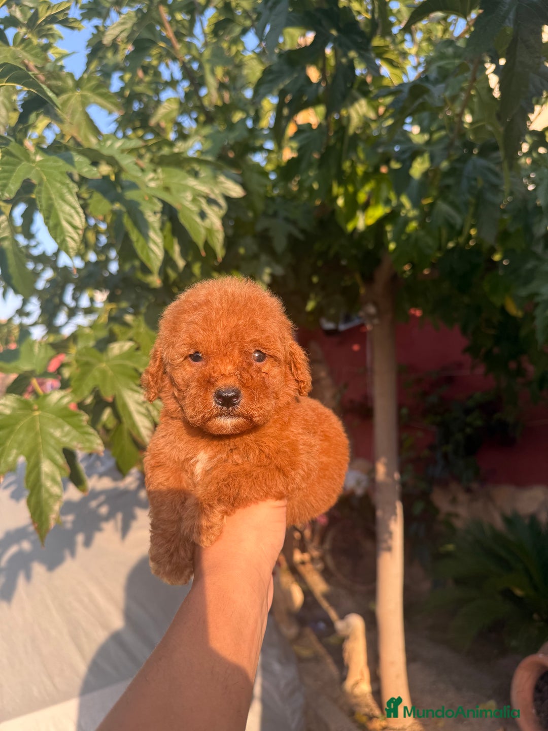 Caniche Toy perros en venta: Caniche toy - Anuncio 2