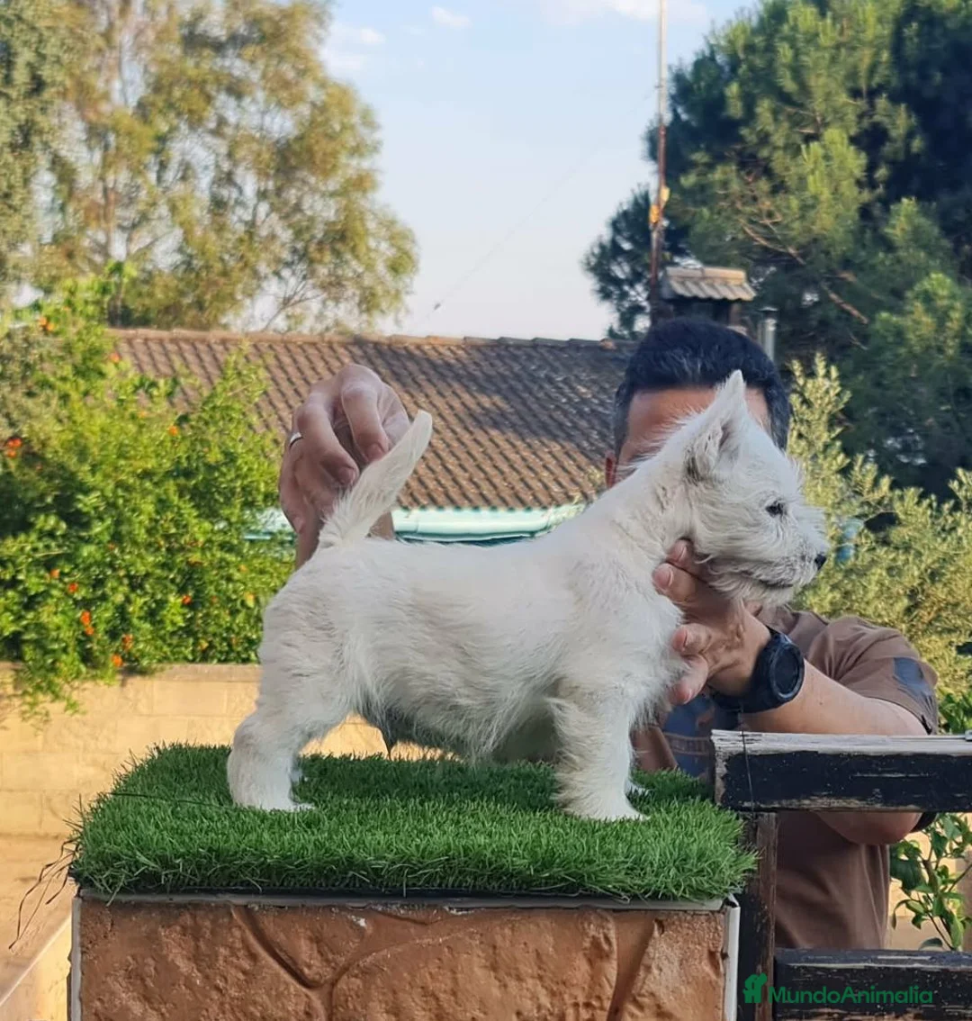 West Highland White Terrier perros en venta: Expectacular cachorro West Highland white terrier - Anuncio 2