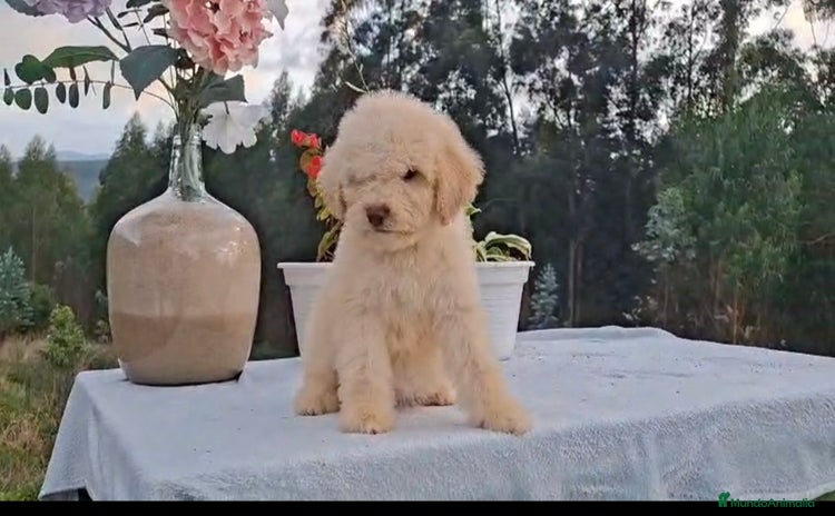 Perro de Agua Español perros - Anuncio 5