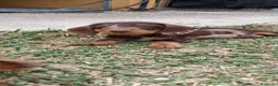 Teckel perros en venta: Preciosos teckel arlequín pelo duro al 50% - Anuncio 4