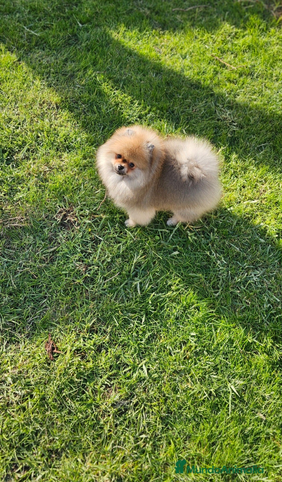 Pomerania perros en venta: Pomerania bellísimo  - Anuncio 6