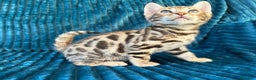 Bengalí gatos en venta: Precioso Bengalí en Madrid - Anuncio 4