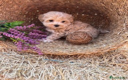 Maltipoo perros en venta: Maltipoo toy hembra!! Para diciembre  - Imagen 7