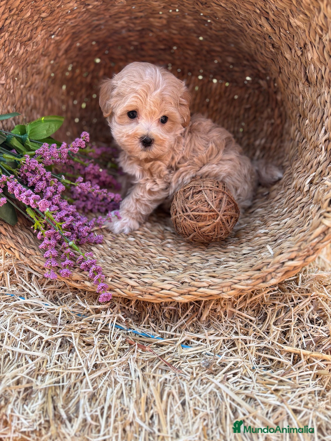 Maltipoo perros en venta: Maltipoo toy hembra!! Para diciembre  - Imagen 7