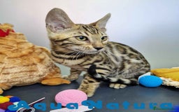 Bengalí gatos en venta: Bengali Hembra 4611 AQUANATURA - Imagen 5