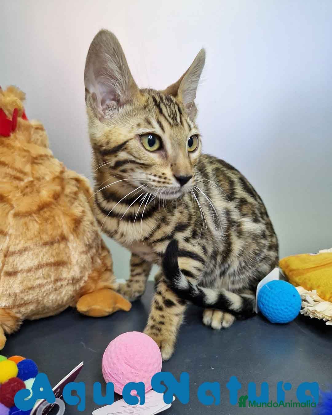 Bengalí gatos en venta: Bengali Hembra 4611 AQUANATURA - Imagen 5