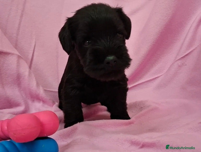 Schnauzer Miniatura perros SCHNAUZER MINIATURA NEGRO - Anuncio 2