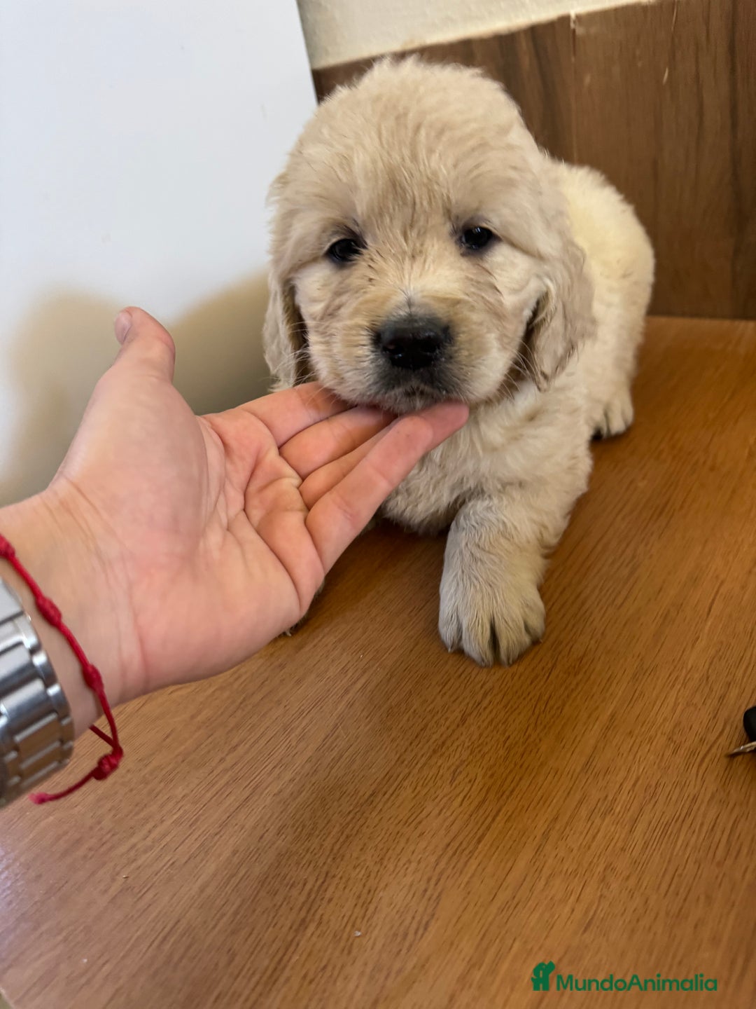 Golden Retriever perros en venta: golden retriever  - Anuncio 2