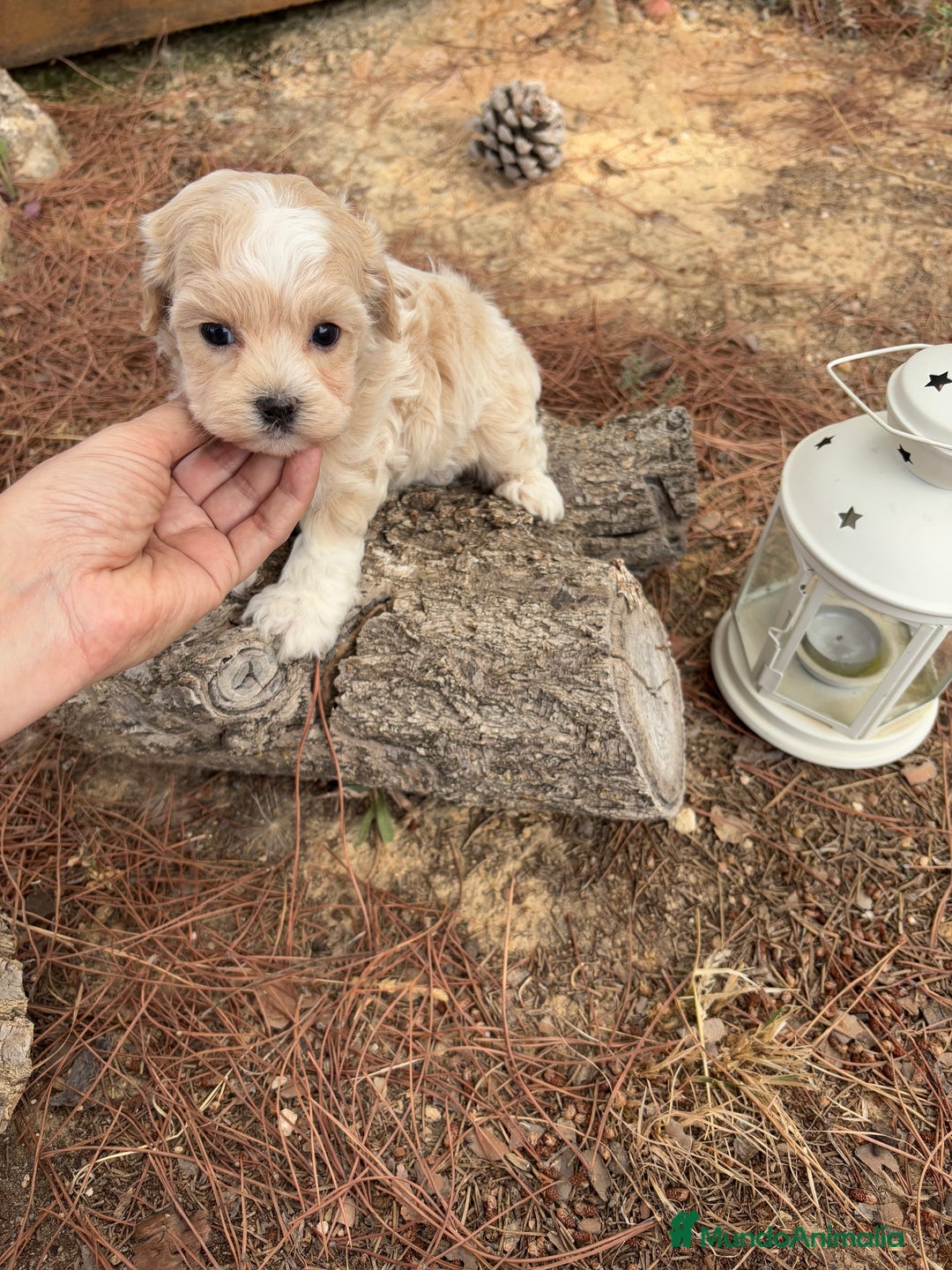 Maltipoo perros en venta: Maltipoo - Imagen 3