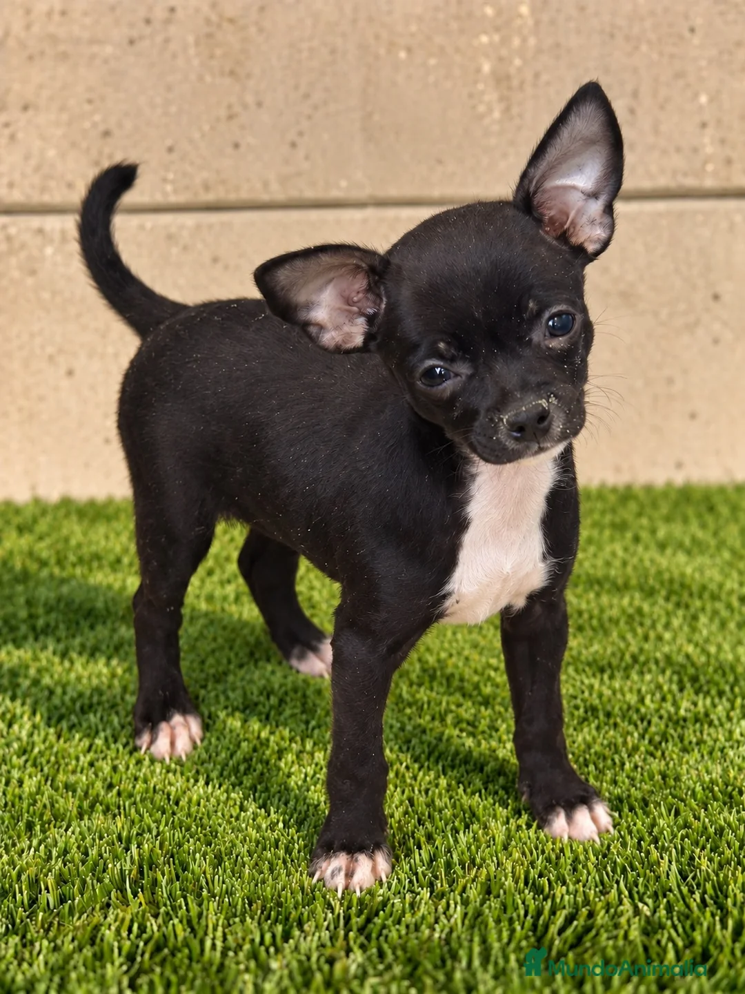 Chihuahua perros en venta: Chihuahua  - Anuncio 3