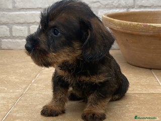 Teckel Miniatura perros en Sevilla - Anuncio 4