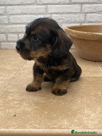 Teckel Miniatura perros en Sevilla - Anuncio 1