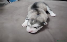 Alaskan Malamute perros en venta: Camada de Alaskan Malamute - Anuncio 2