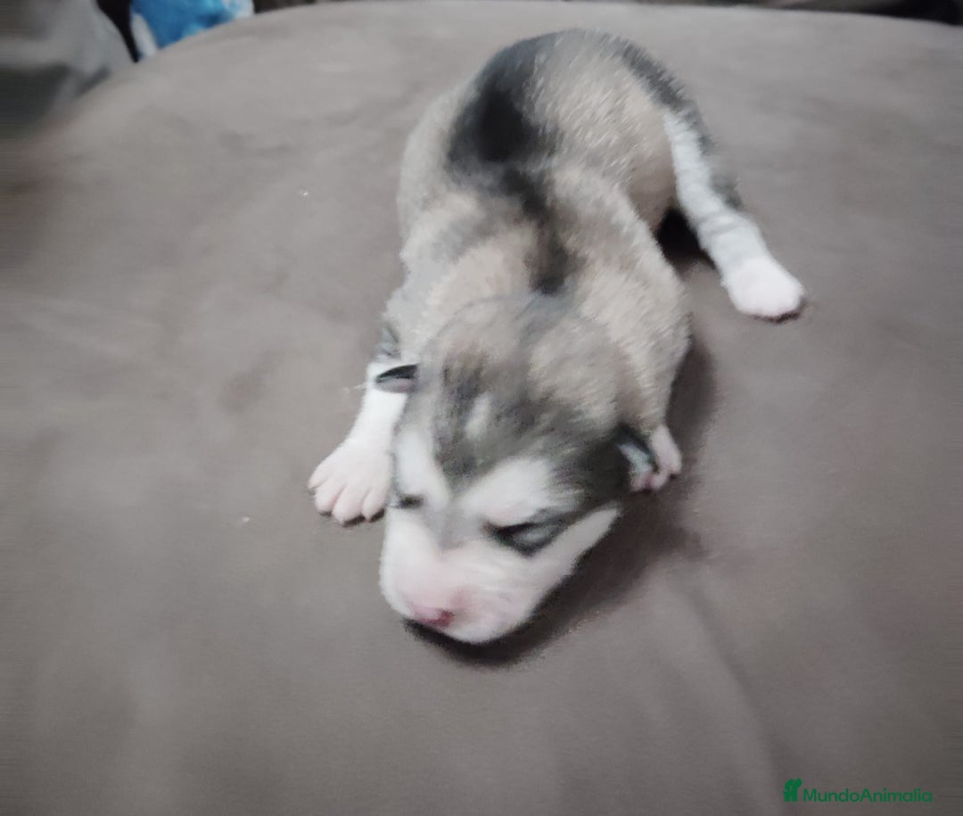 Alaskan Malamute perros en venta: Camada de Alaskan Malamute - Anuncio 2