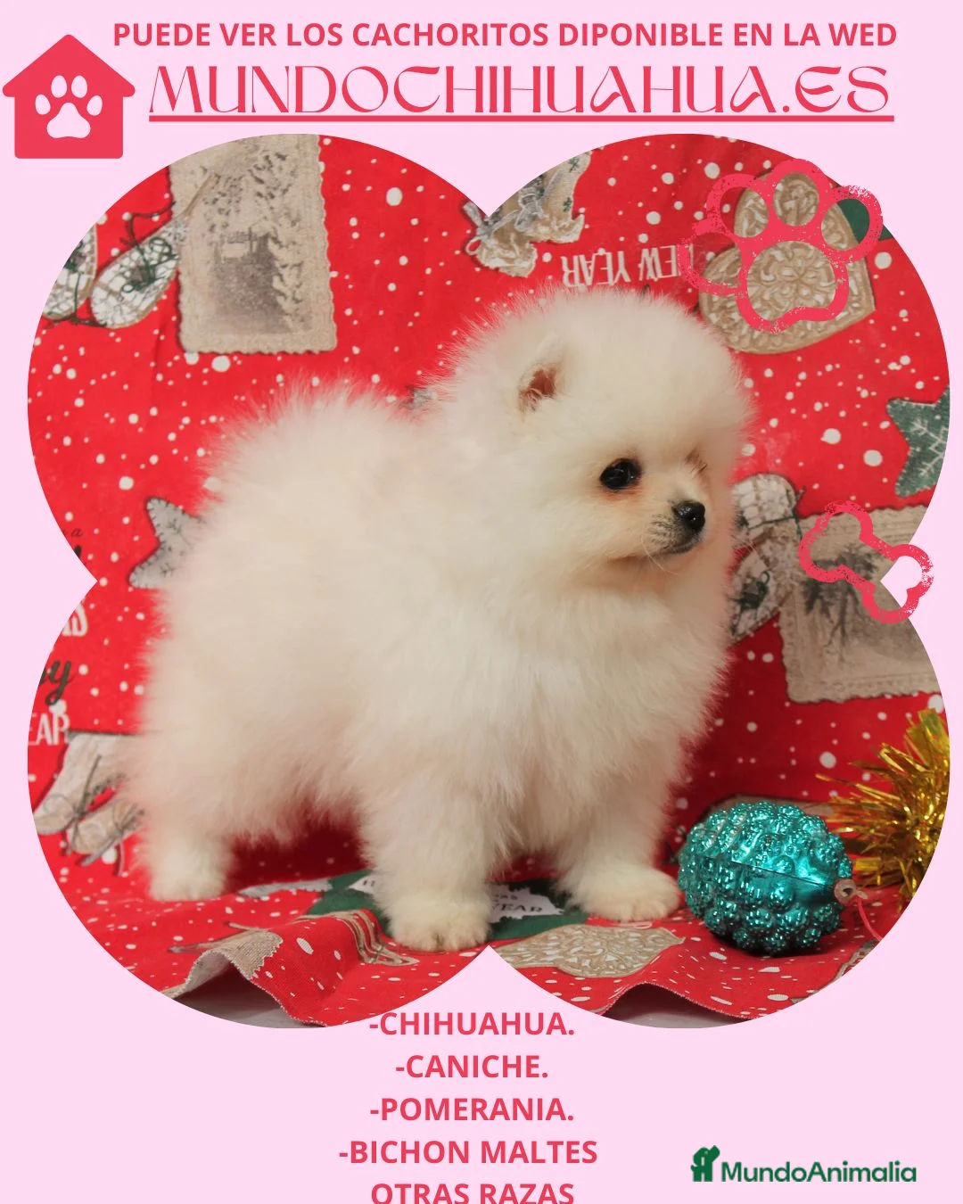 Pomerania perros en venta: IMPRECIOSNANTES CACHORRITOS DE POMERANIAS   - Anuncio 2