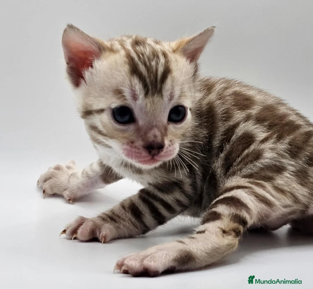 Bengalí gatos en venta: BENGALI HEMBRA SNOWN en Madrid - Anuncio 6