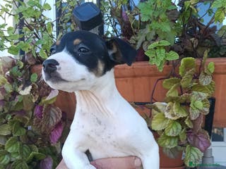 Ratonero Bodeguero Andaluz perros Hembra bodeguera - Anuncio 1