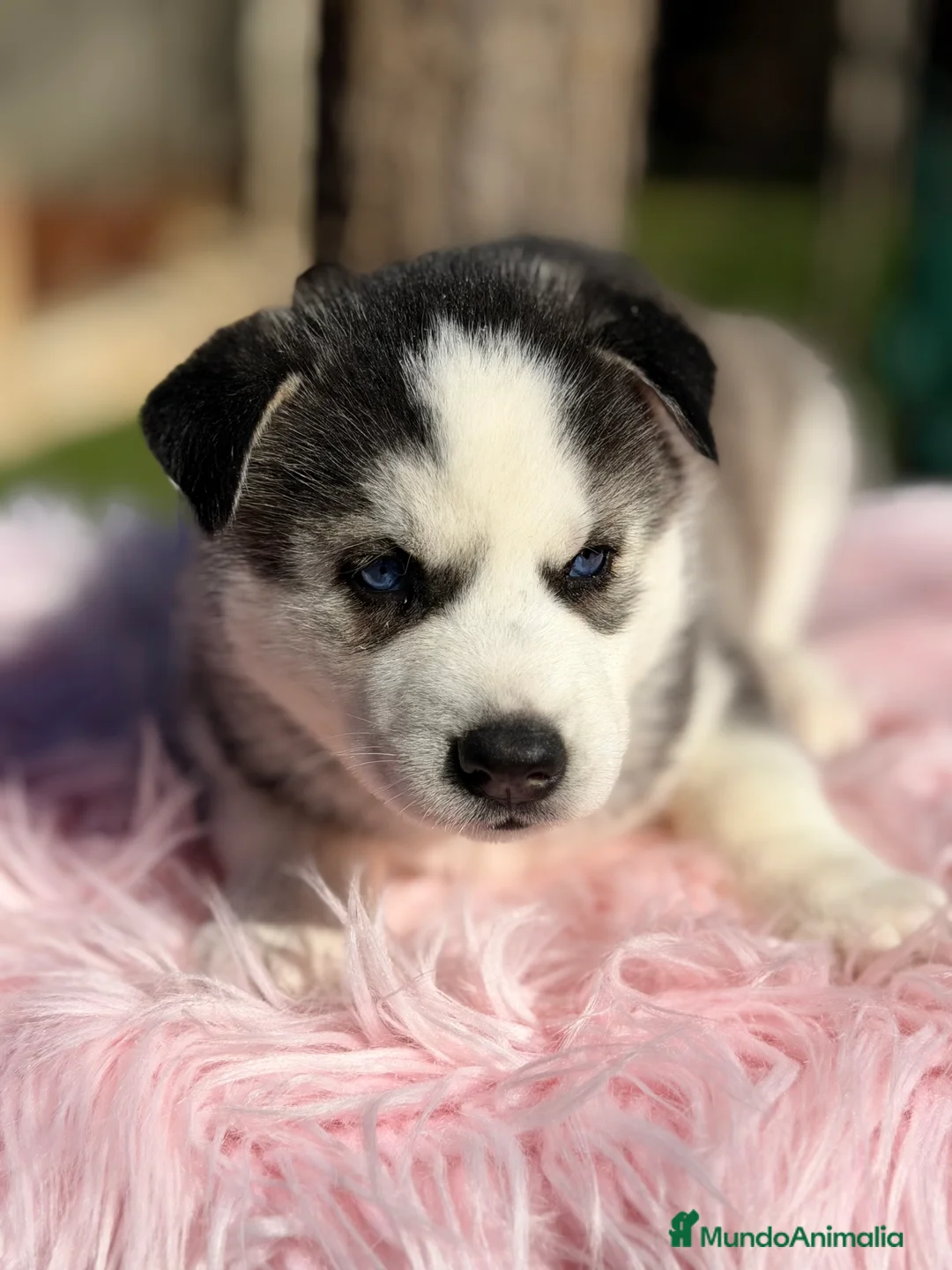 Husky Siberiano perros en venta: Husky hembra  - Anuncio 2