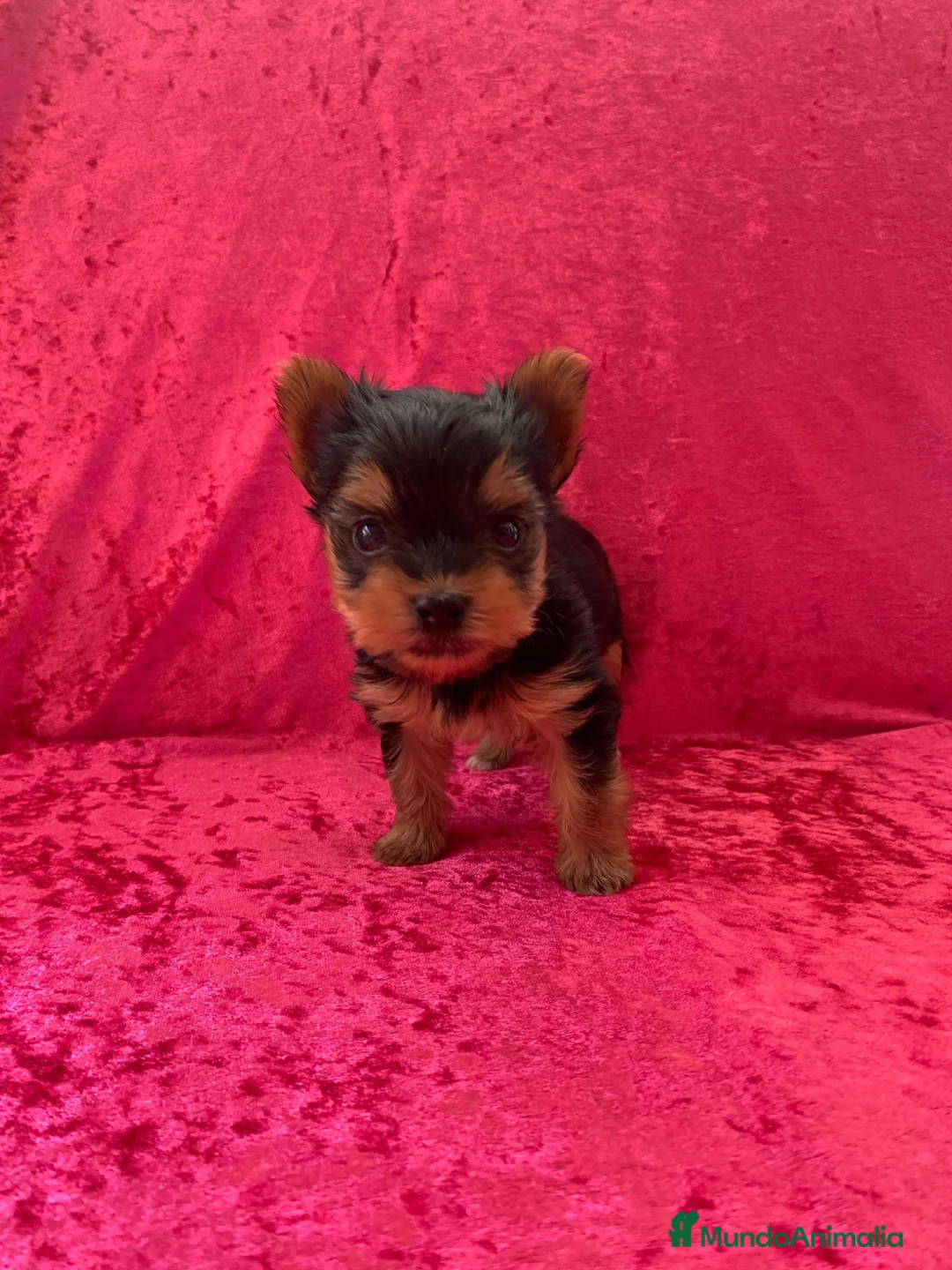 Yorkshire Terrier perros en venta: 🐾 Yorkshire Terrier – disponibles para reserva 🐾 - Anuncio 3