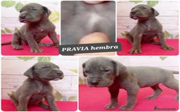 Dogo Alemán perros en venta: ¿Buscas un amigo fiel, alegre y lleno de energía? - Imagen 7
