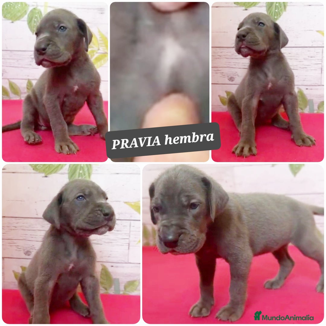 Dogo Alemán perros en venta: ¿Buscas un amigo fiel, alegre y lleno de energía? - Imagen 7