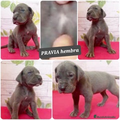 PRAVIA hembra azul