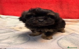 Shihpoo perros en venta: Machito de ShihPoo  - Imagen 4
