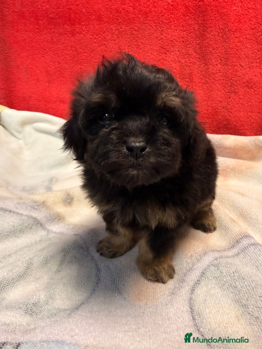 Shihpoo perros en venta: Machito de ShihPoo  - Imagen 4