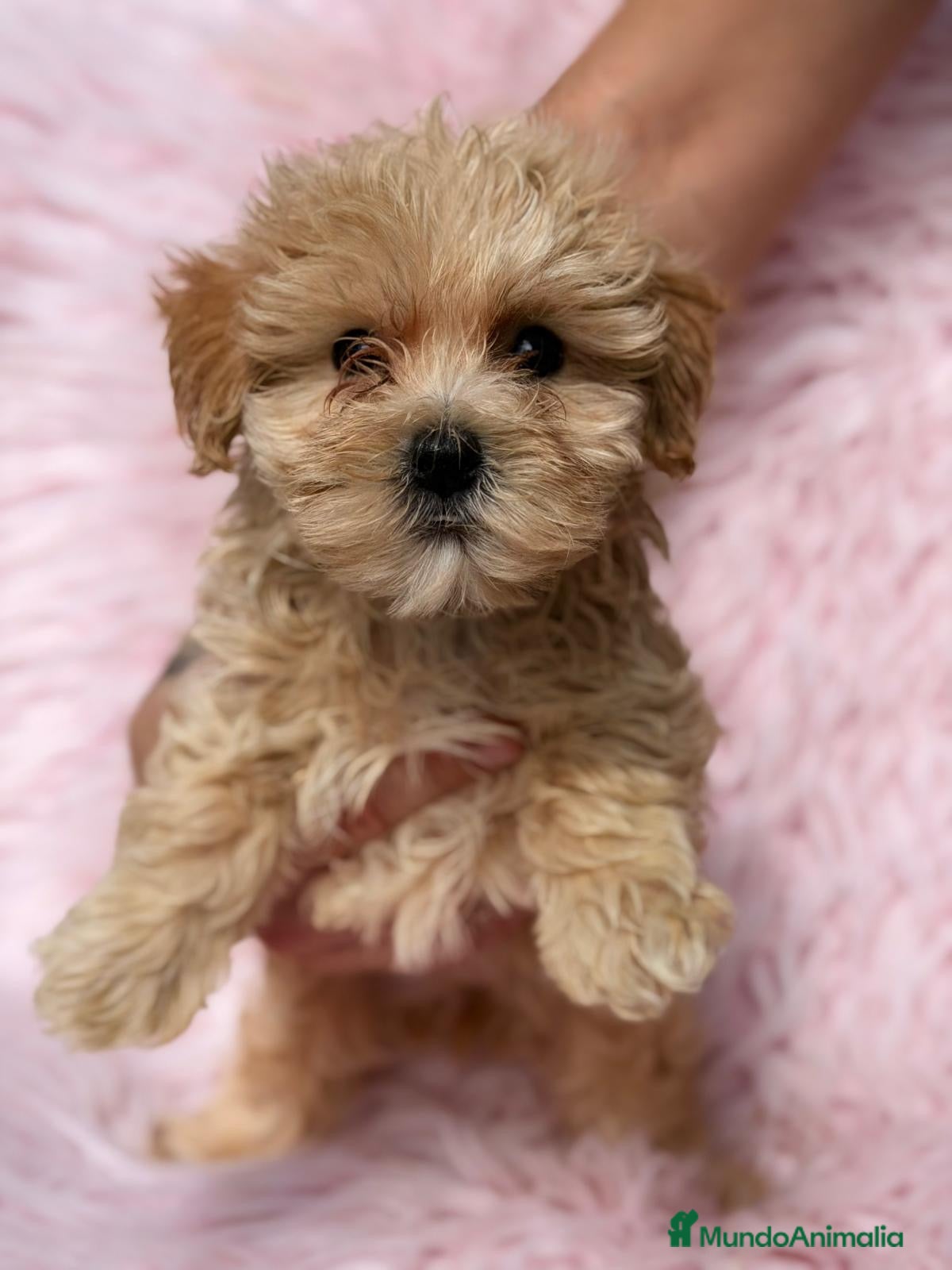 Maltipoo perros Maltipoo hembra apricot - Anuncio 1