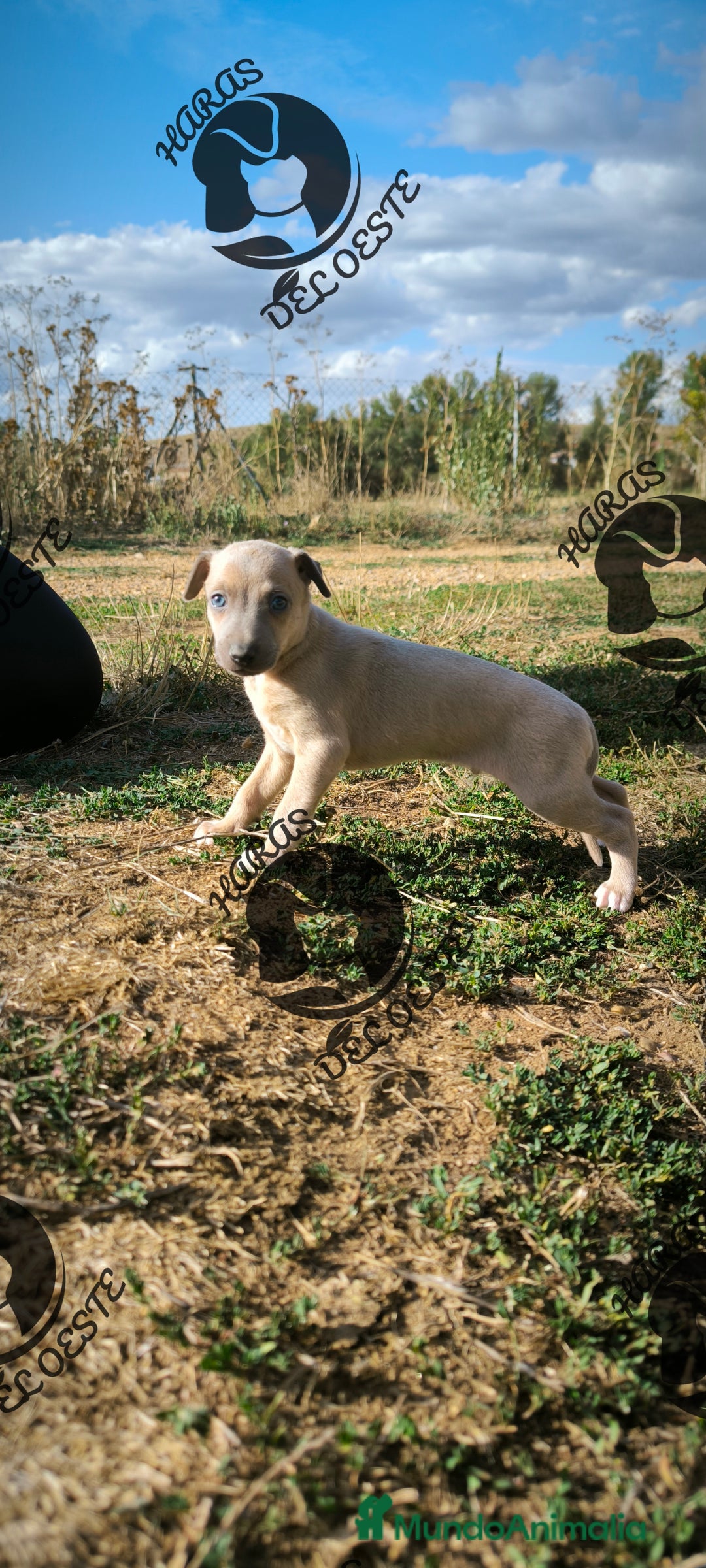 Pequeño Lebrel Italiano perros en venta: Lebrel italiano, piccolo - Imagen 2
