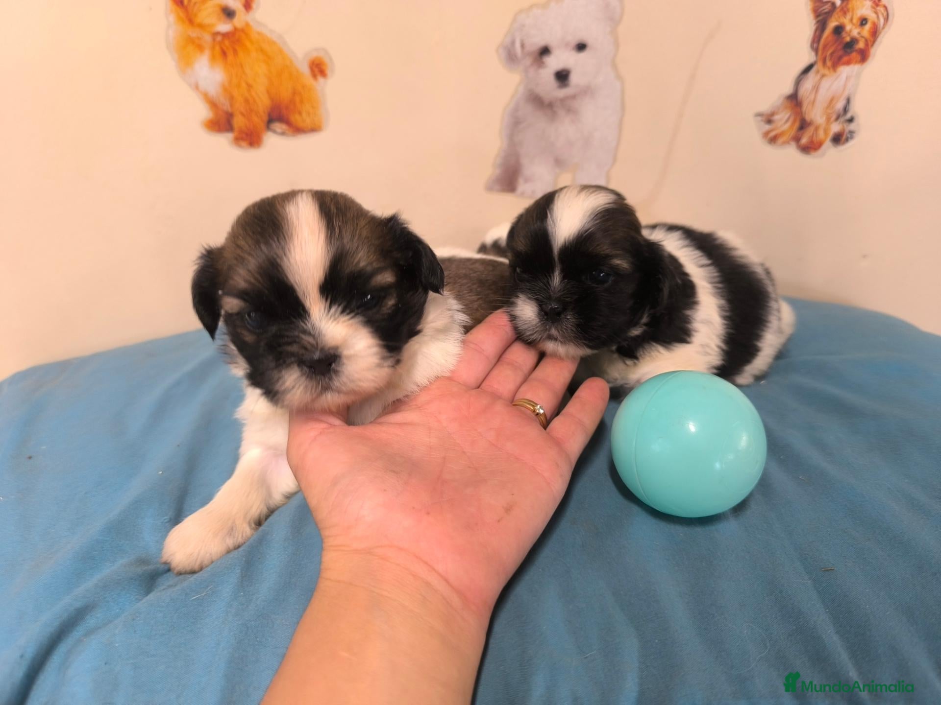 Shih Tzu perros Shihtzu en mallorca  - Anuncio 2
