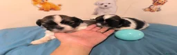 Shih Tzu perros en venta: Shihtzu en mallorca  - Anuncio 2