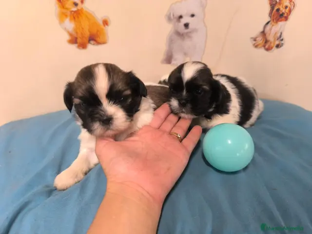 Shih Tzu perros Shihtzu en mallorca - Anuncio 2