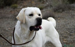 Labrador Retriever perros en venta: Cachorros labrador amarillo top - Imagen 8