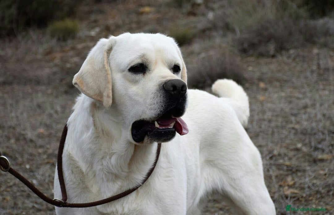 Labrador Retriever perros en venta: Cachorros labrador amarillo top - Imagen 8