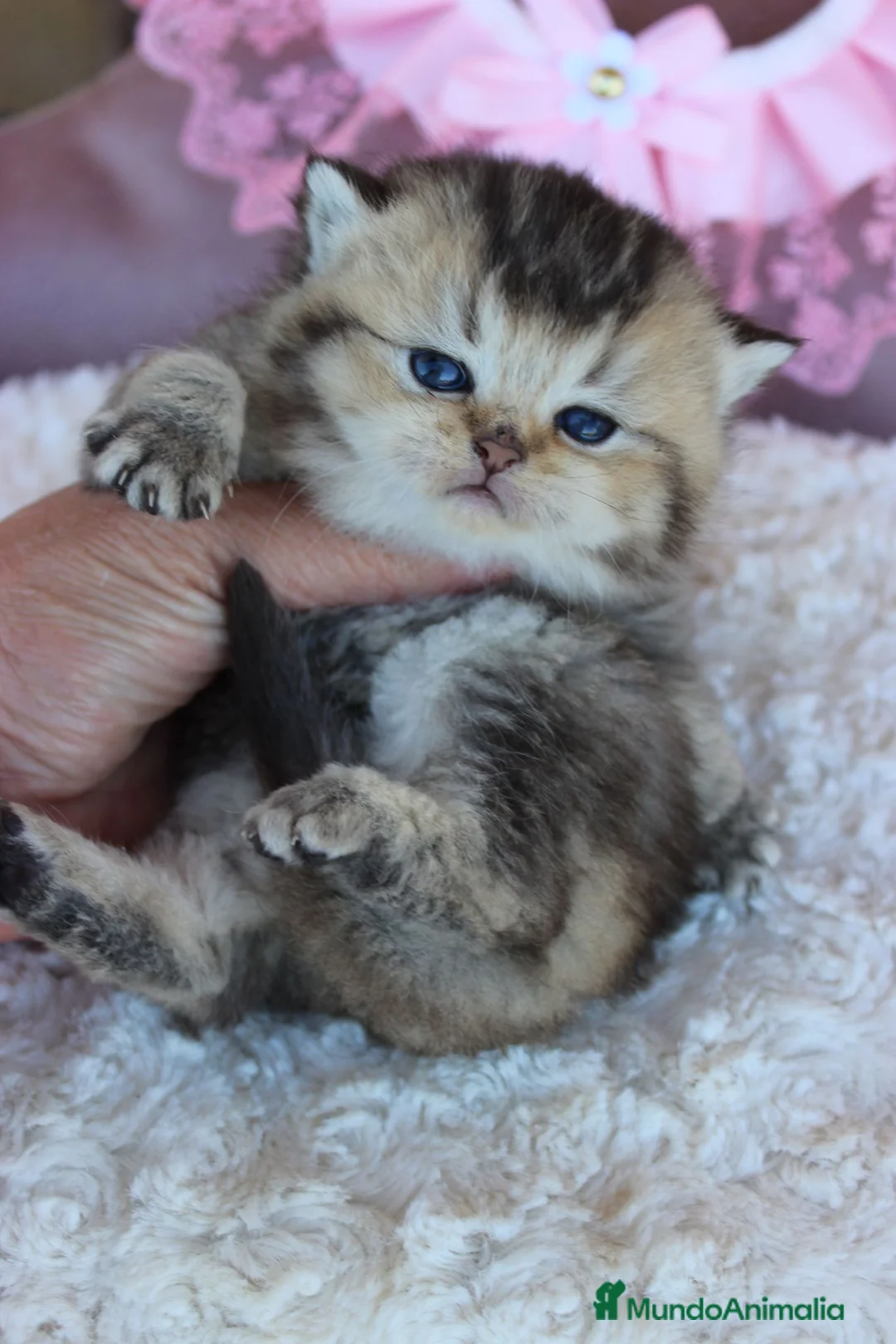 Británico de Pelo Corto gatos en venta: Camada de Britthis tabby chocolate golden en Madrid - Anuncio 3