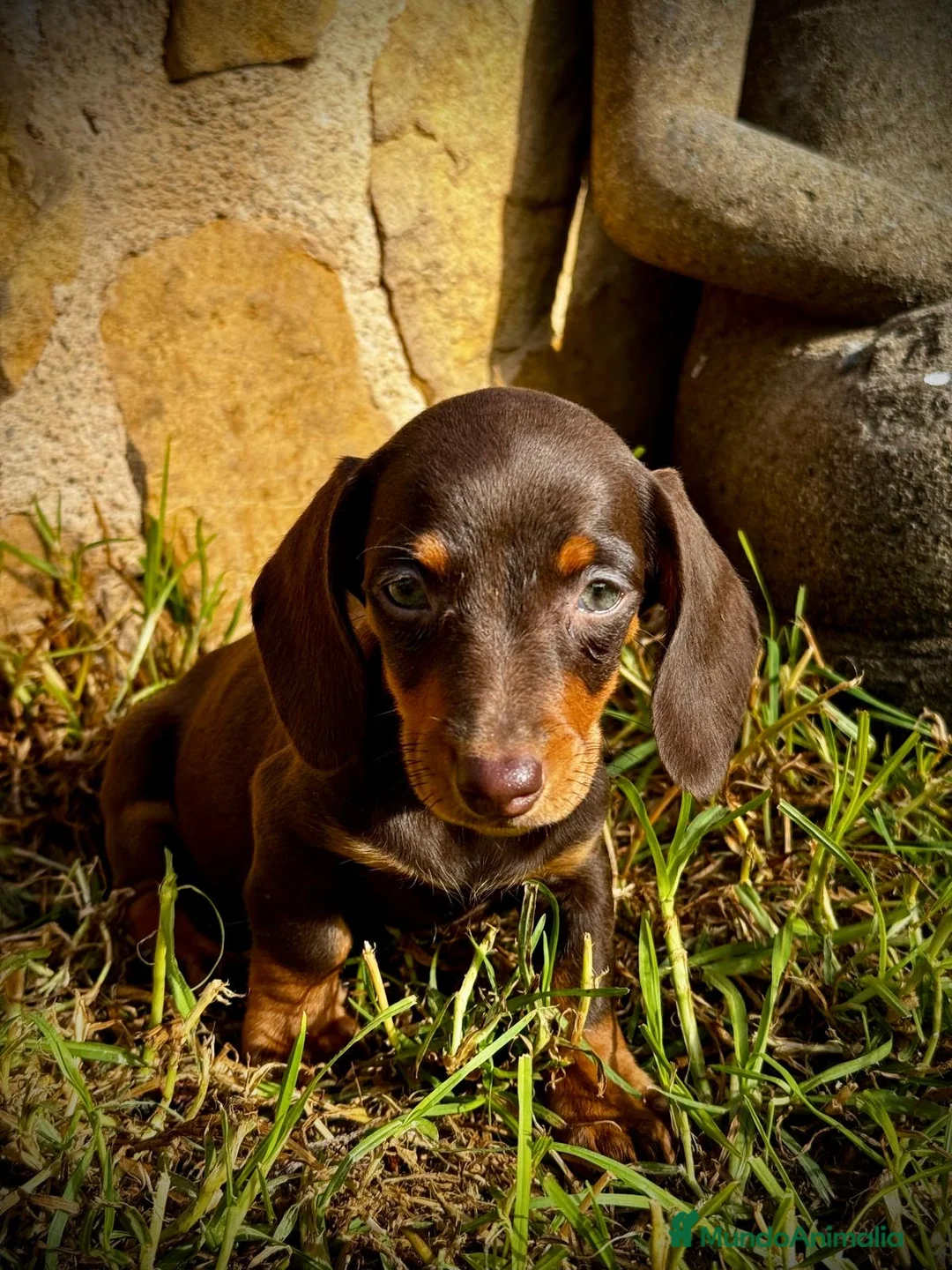 Teckel Miniatura perros en venta: Teckel micro en Illes Balears - Anuncio 5