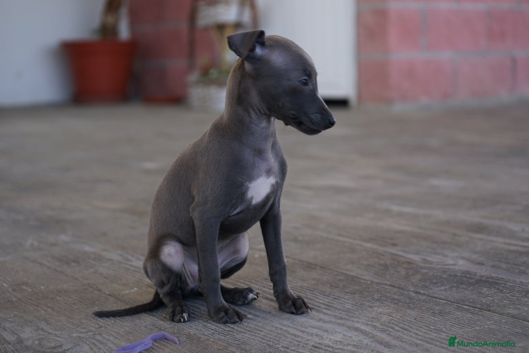 Pequeño Lebrel Italiano perros en venta: 🐾 Sirius y Selena – Galgos italianos blue 🐾 - Imagen 4