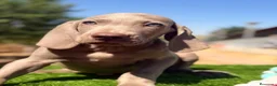 Weimaraner perros en venta: Braco de Weimar  - Anuncio 2