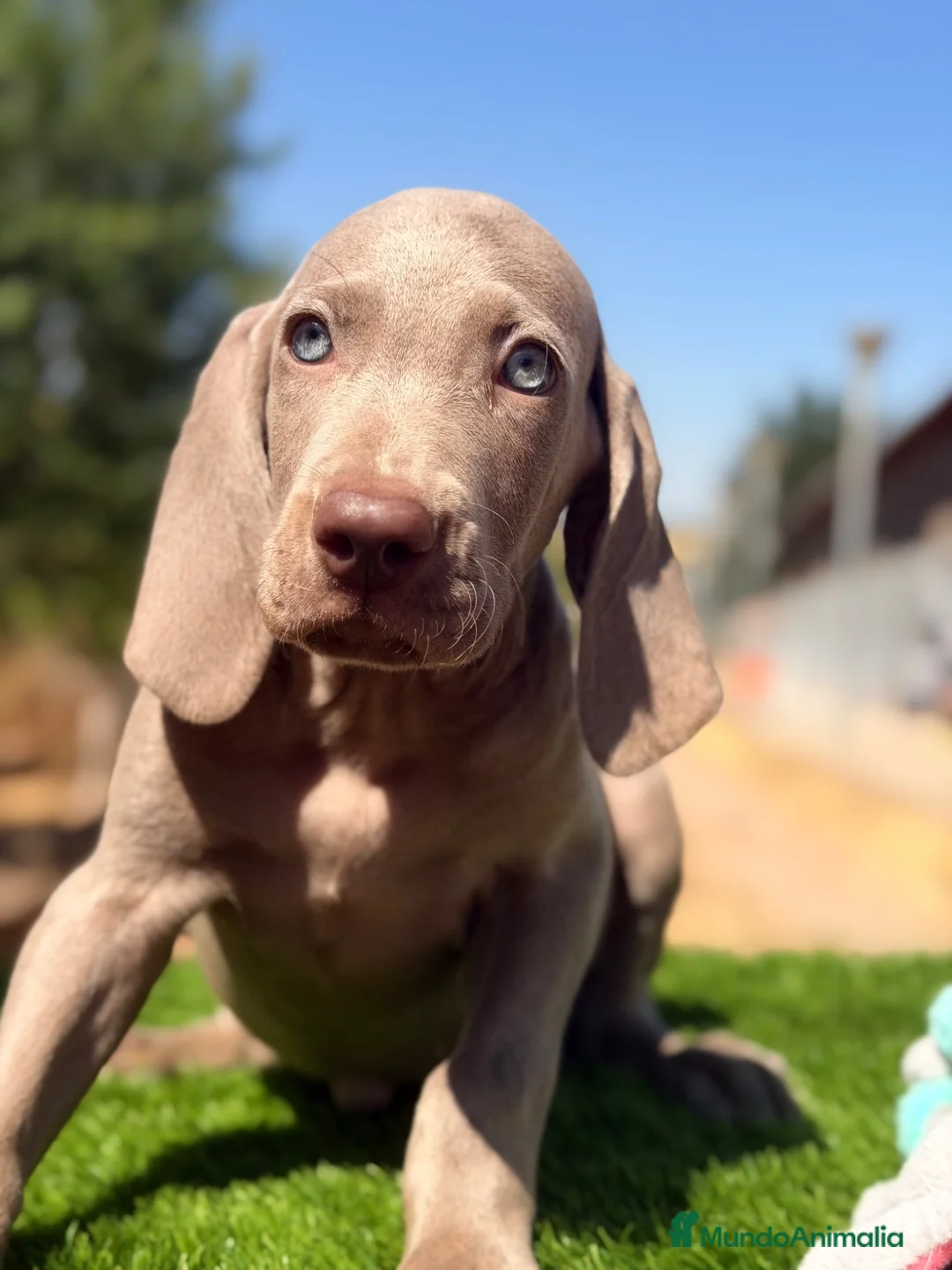Weimaraner perros en venta: Braco de Weimar  - Anuncio 2