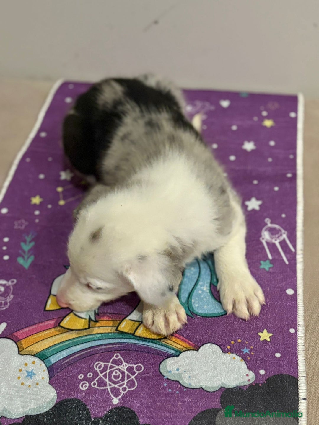 Border Collie perros en venta: Border collie  - Imagen 17