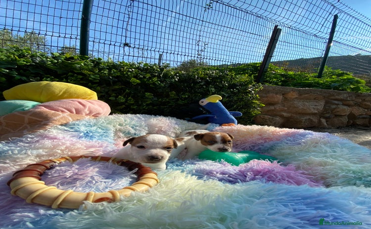 Jack Russell Terrier perros - Anuncio 1