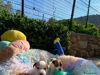 Jack Russell Terrier perros - Anuncio 15