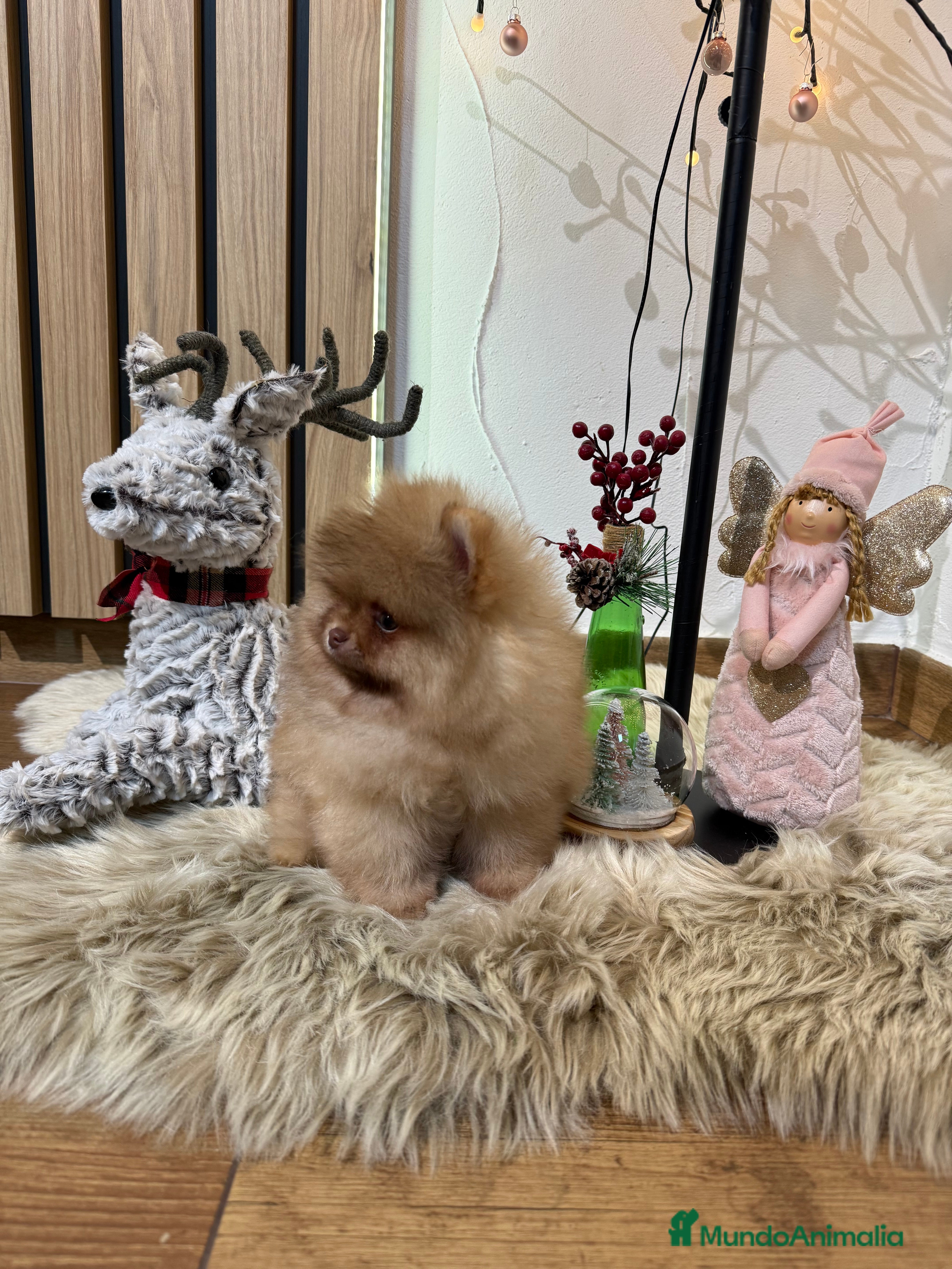 Pomerania perros Pomerania Toy - Anuncio 1
